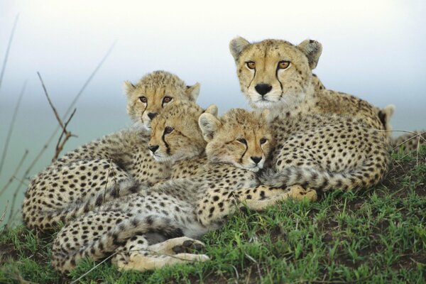 Natur Gepard-Weibchen mit drei Jungtieren