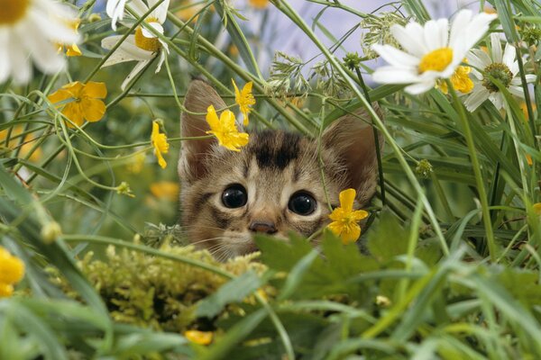 Chaton effrayé au milieu de l herbe haute