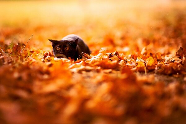 Funny cat hiding in bright foliage