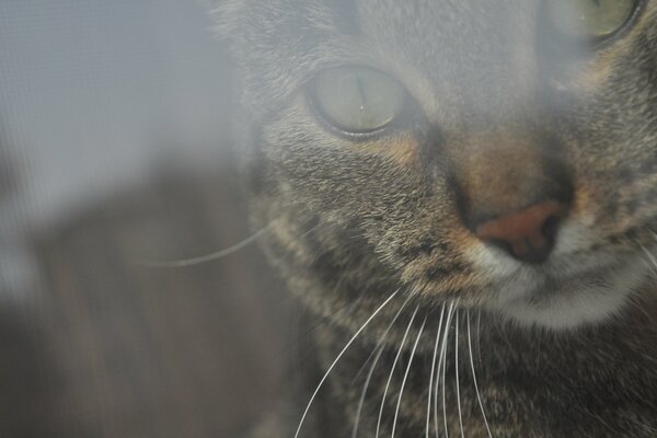 Chat moustachu regardant par la fenêtre