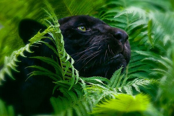 Black panther among the foliage on the background of nature