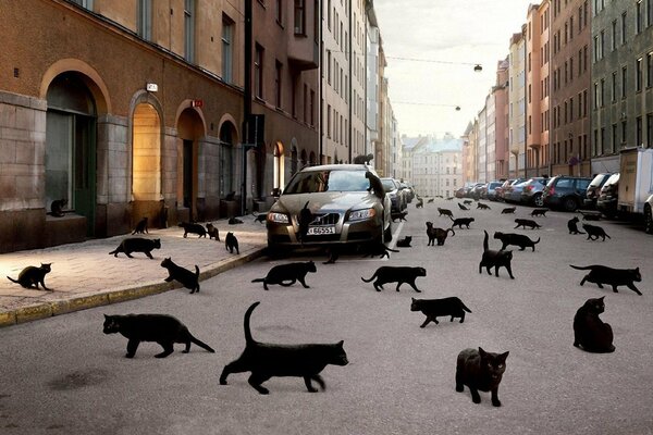 In der Stadt gibt es viele schwarze Katzen