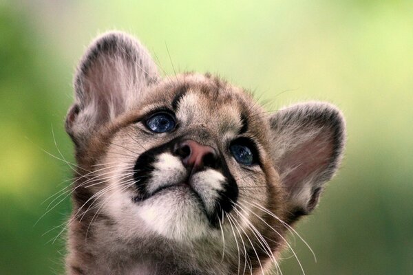 Cachorro de Puma, gatito León de montaña