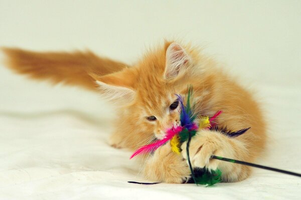 Red fluffy plays with feathers