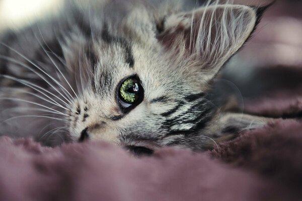 Die Katze liegt mit großen Augen und einem langen Schnurrbart