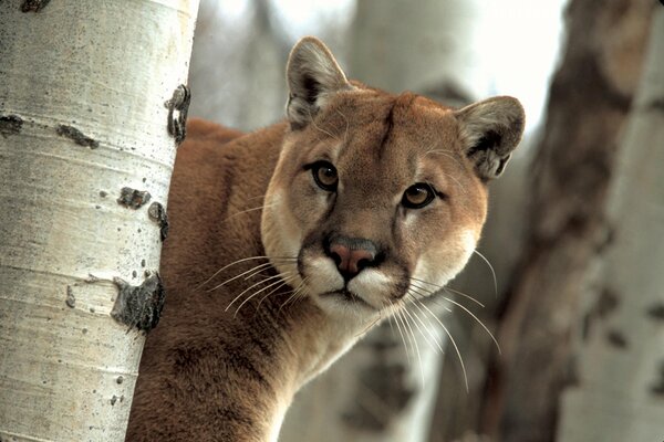 Cougar ist eine schöne Wildkatze