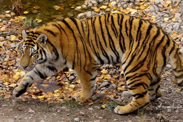 Tigre de Amur en el fondo del río de otoño