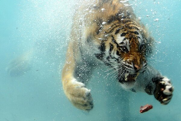 Tigre flottant derrière un morceau de viande