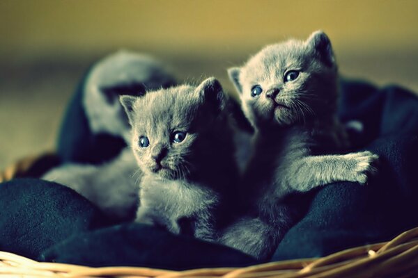 Gatitos curiosos en una cama suave