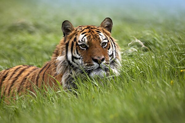 Tigre dans La nature se trouve