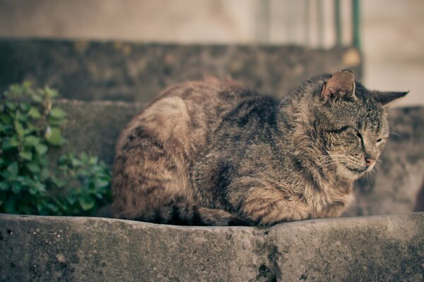 Gato gris adulto durmiendo en los escalones de piedra