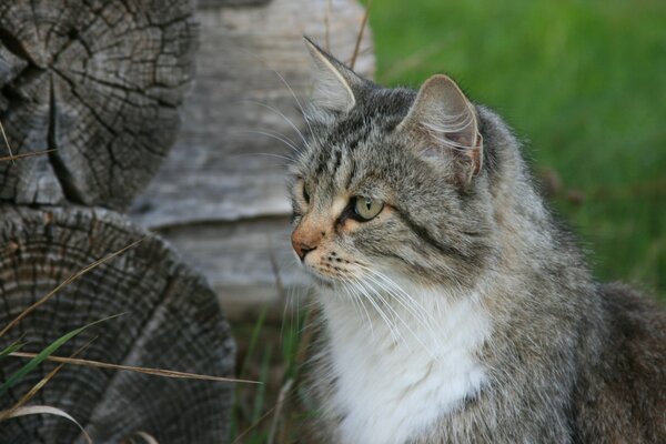 Village, summer, nature, grey cat