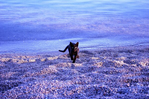 Gato en la playa azul