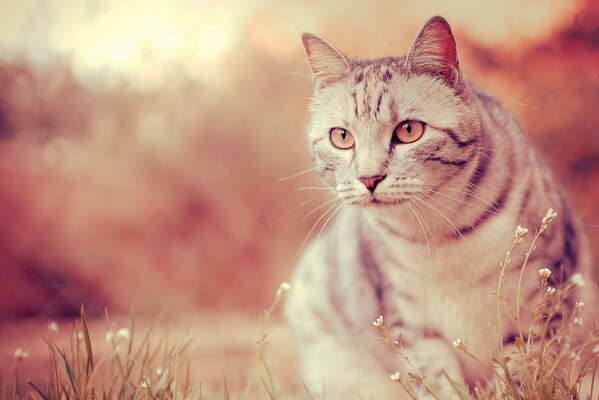 Il gatto grigio ha visto qualcosa di interessante