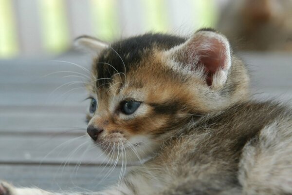 Lying little beautiful kitten