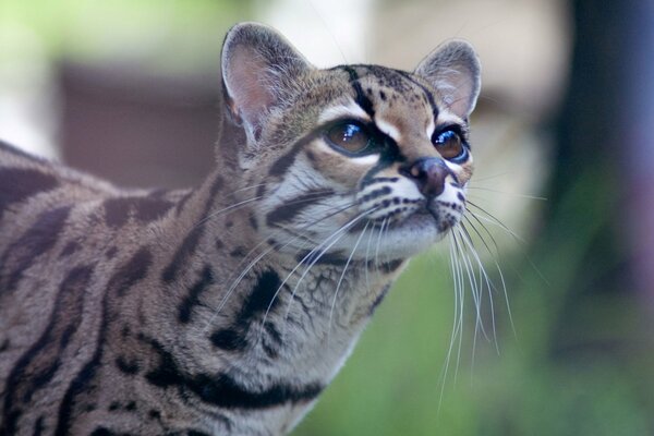 Lindo ocelote con ojos castaños