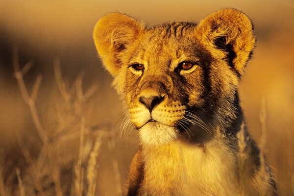 A little lion cub in the savannah looks into the distance