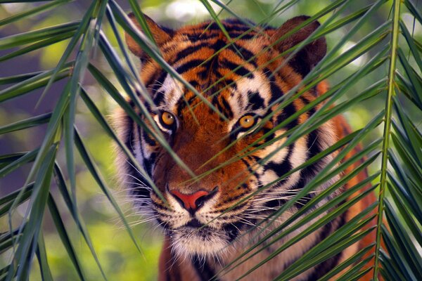 Wildlife Bengal tiger looking through a palm branch