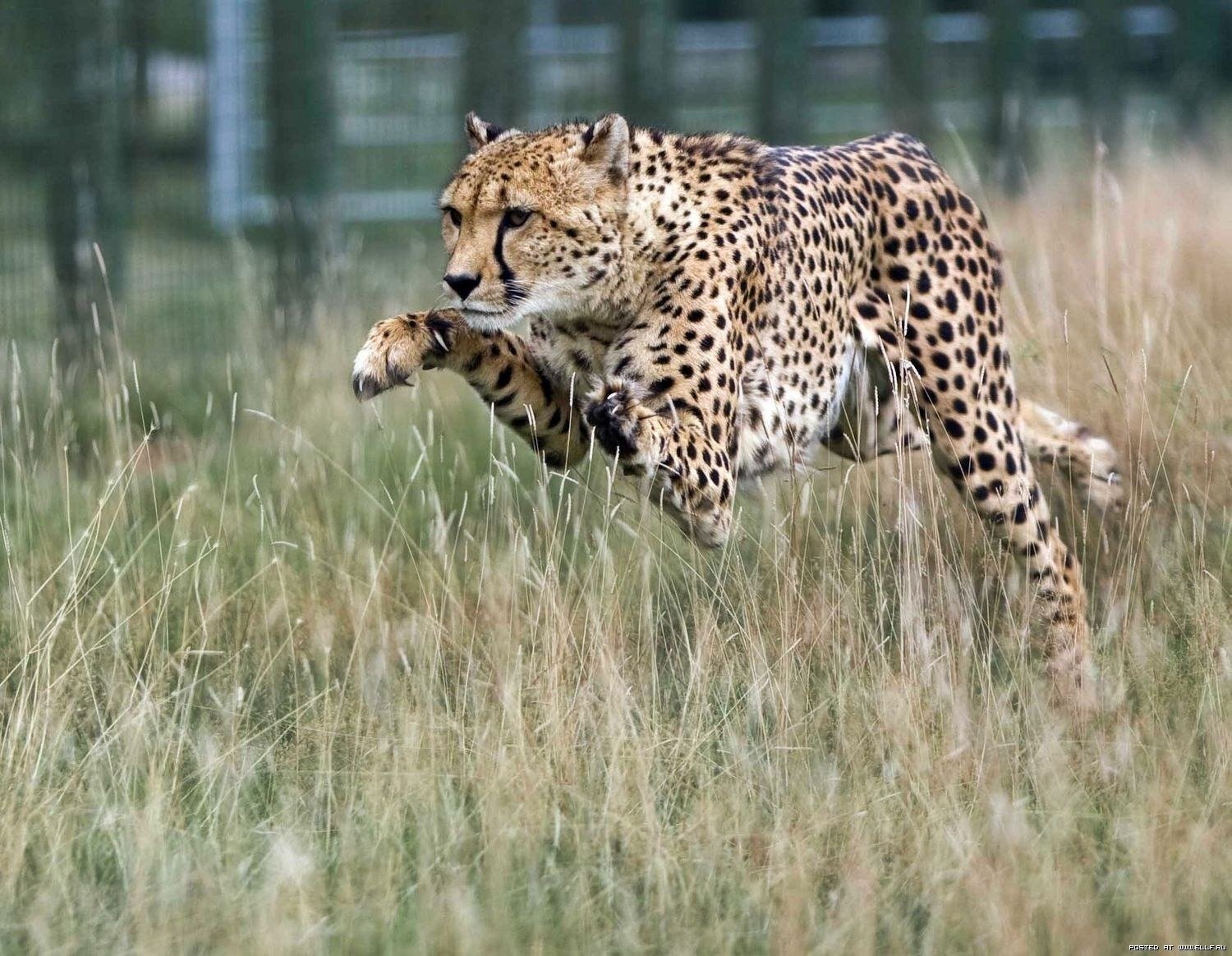 guépard saut prédateur