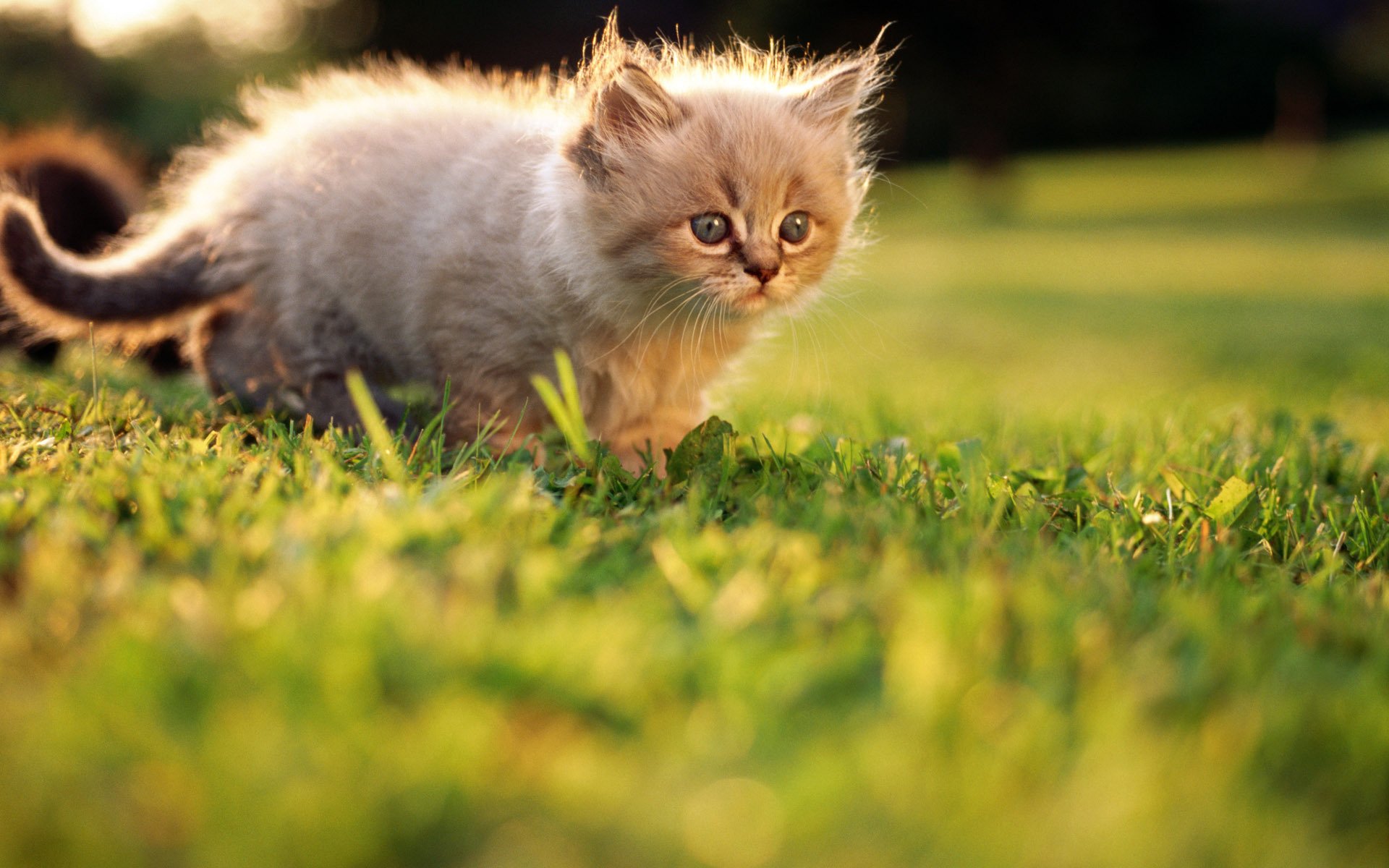 hierba gatito verano