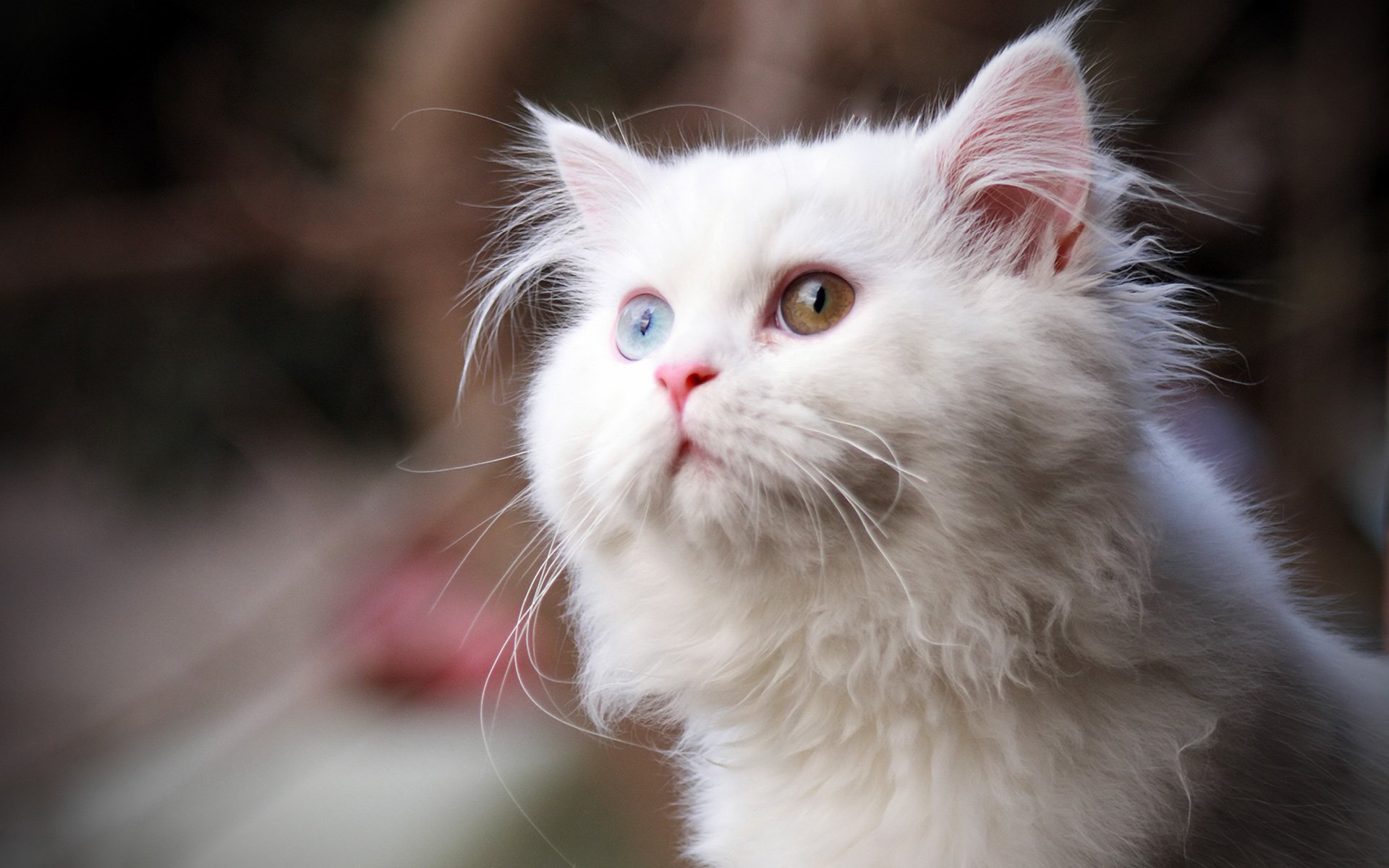 moelleux blanc yeux vue chat chat