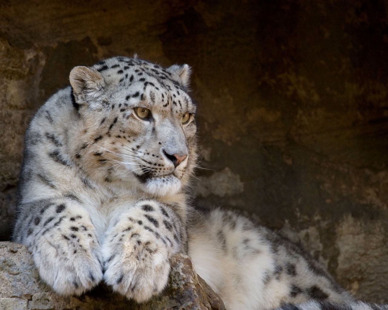 now leopard snow leopard wild cats predator