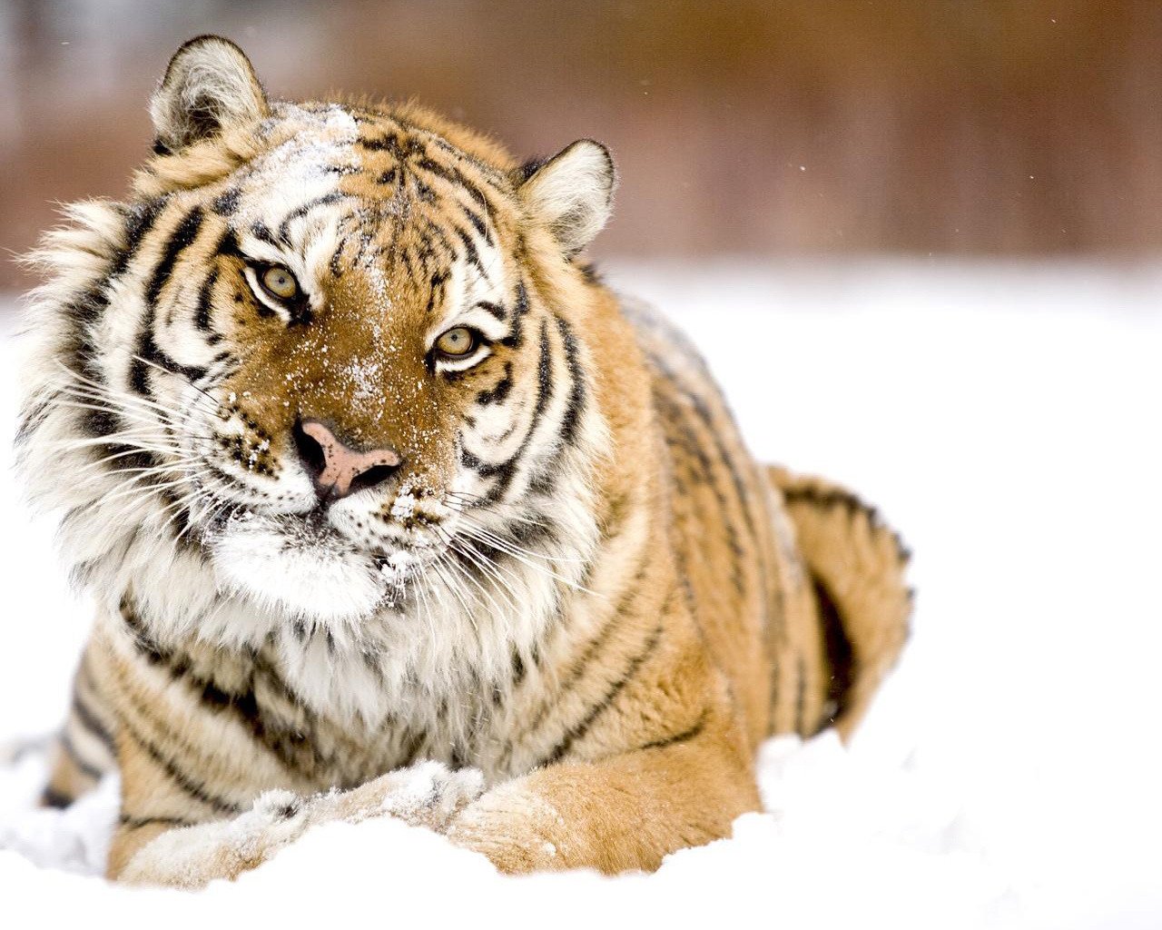 tigre mirada invierno nieve