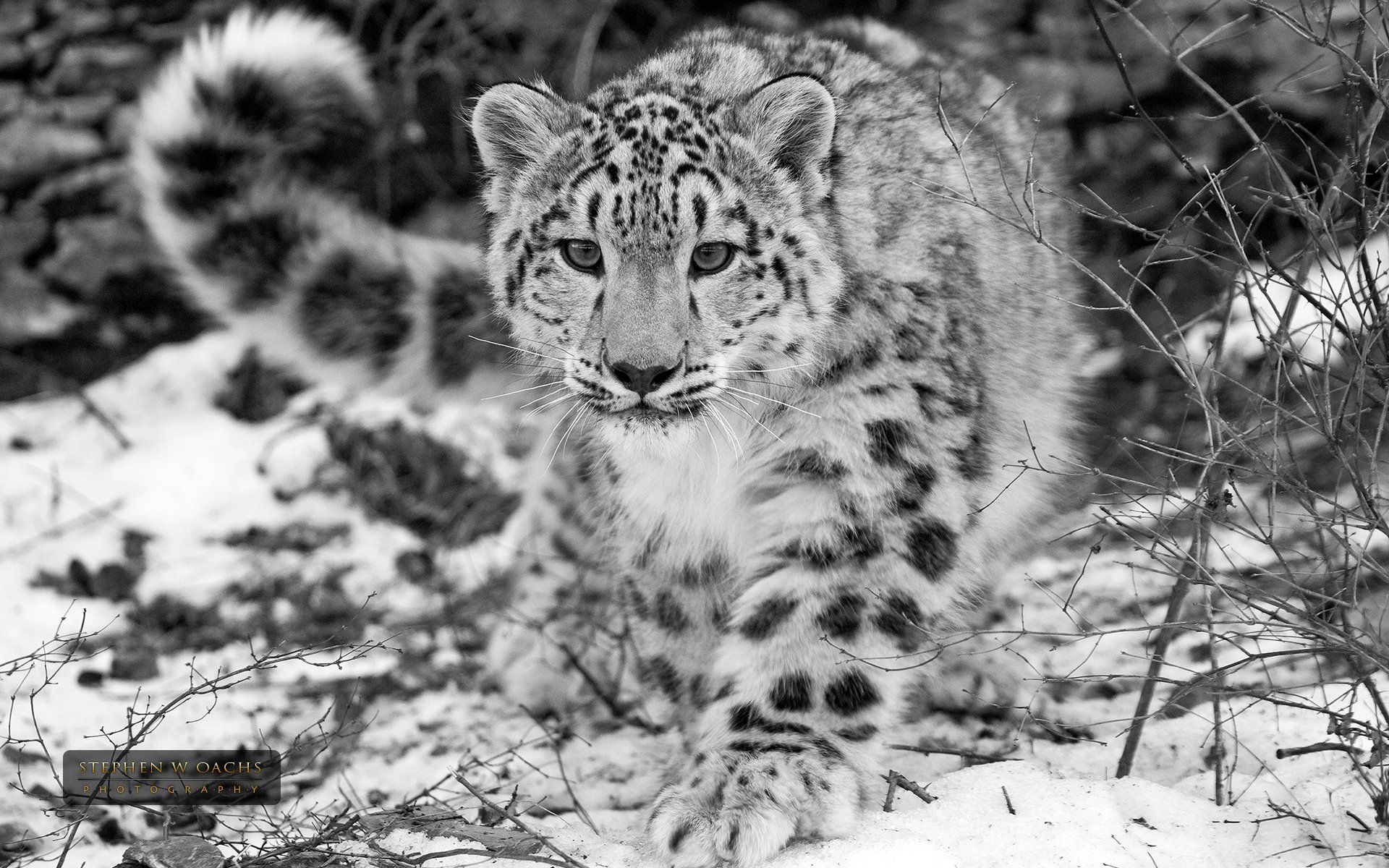 tephen oachs snow leopard snow leopard black and white