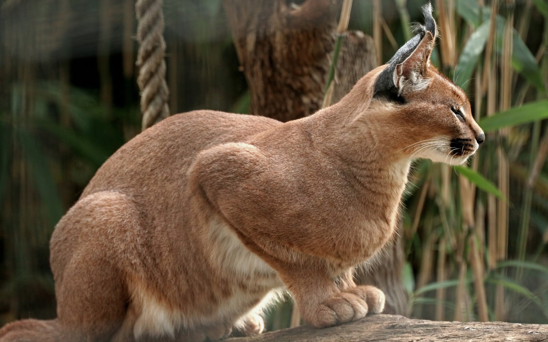 lynx pose assis