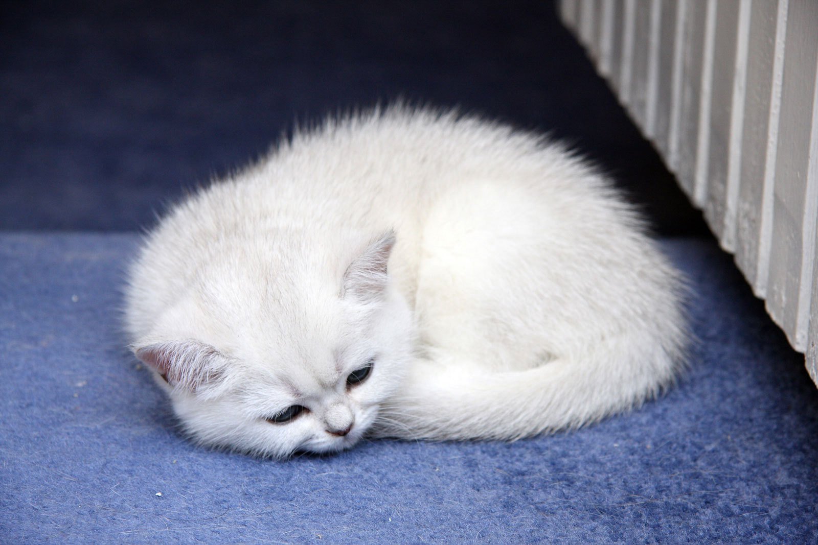 durmiendo pequeño gato gato