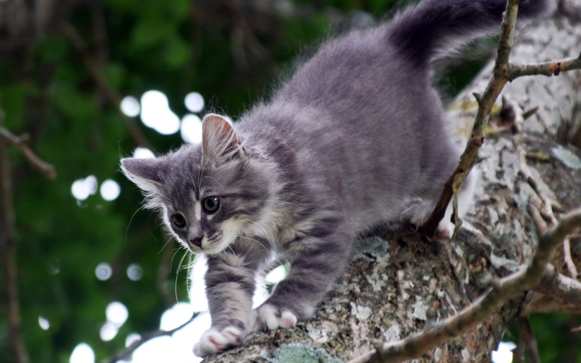 katzen grau katejka holz