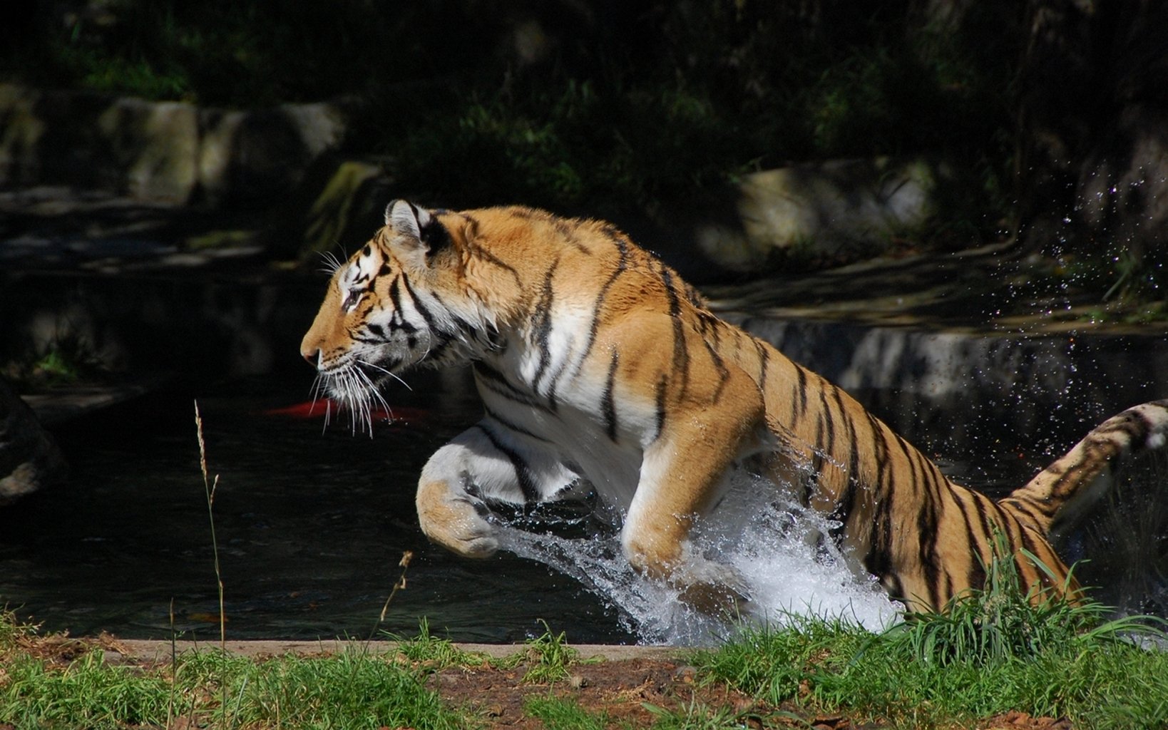 tigre saut splash eau mouvement