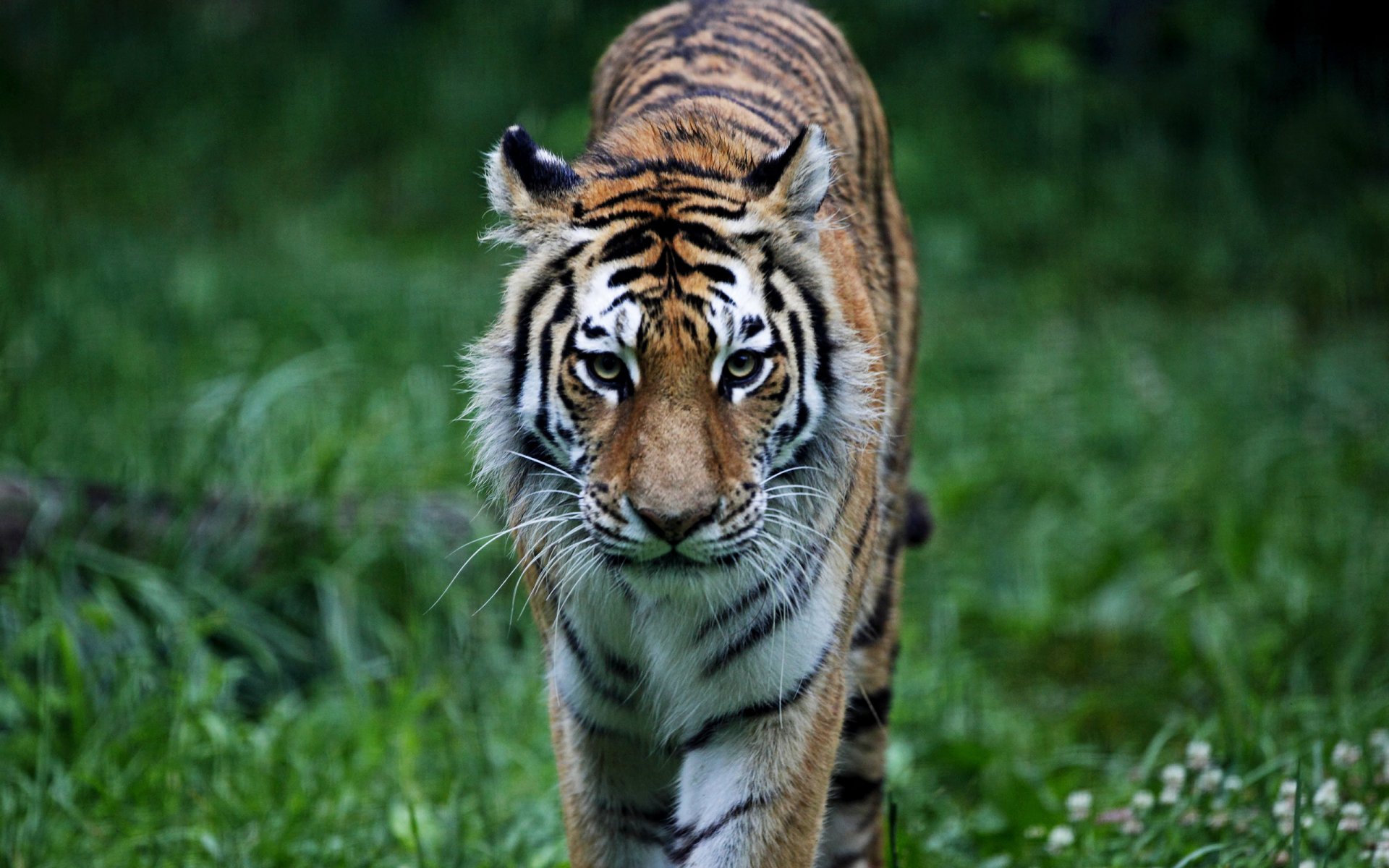 tigre prédateur chat chatte animal forêt herbe animaux