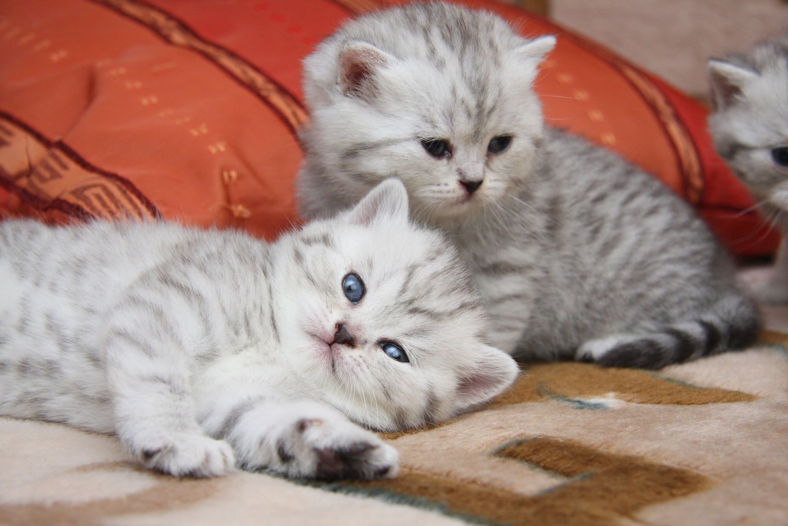 katzen kätzchen niedlich