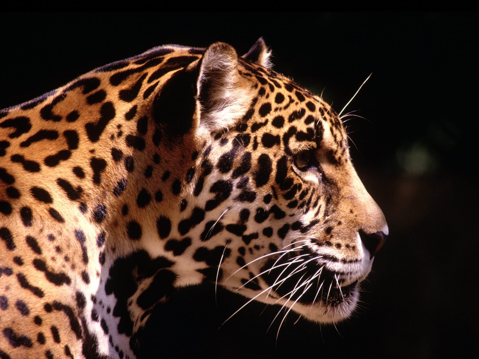 leopard predator sun