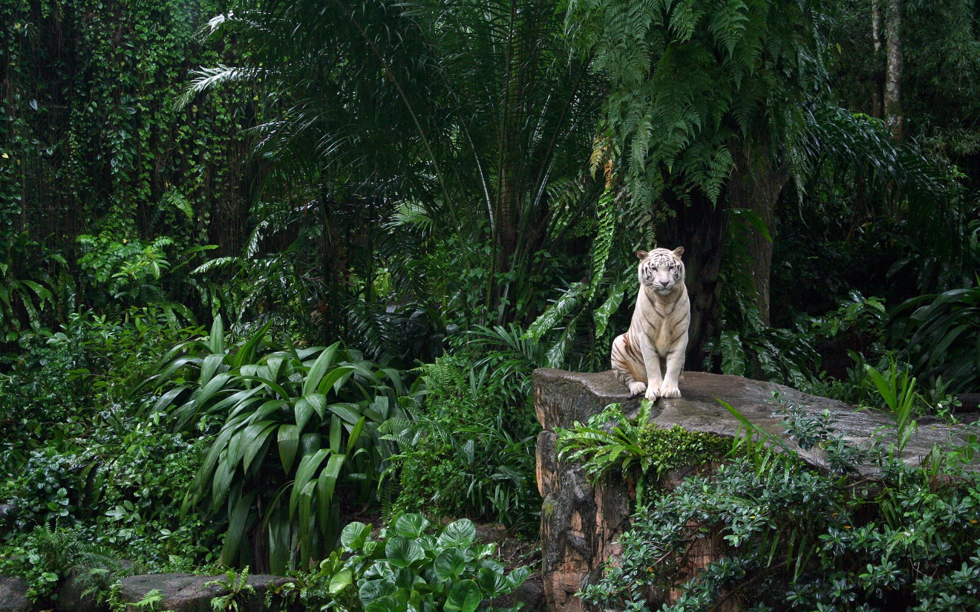 weißer tiger singapur zoo