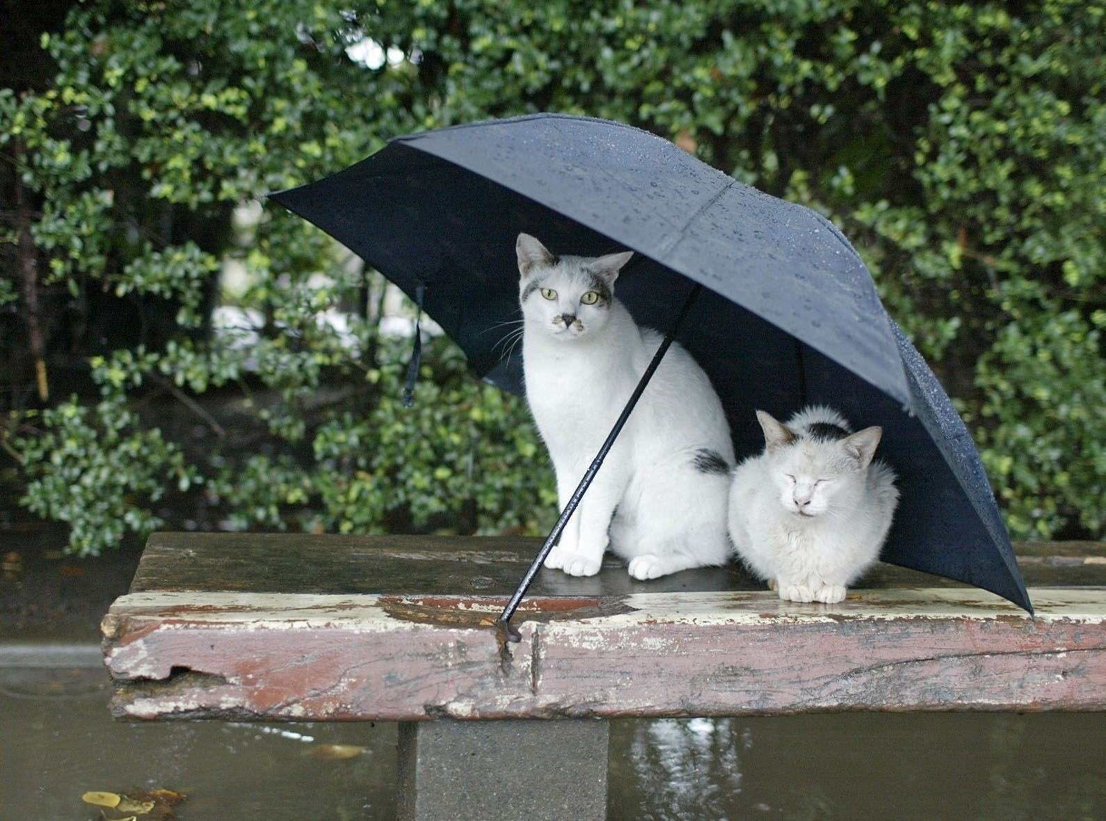 chats pluie parapluie