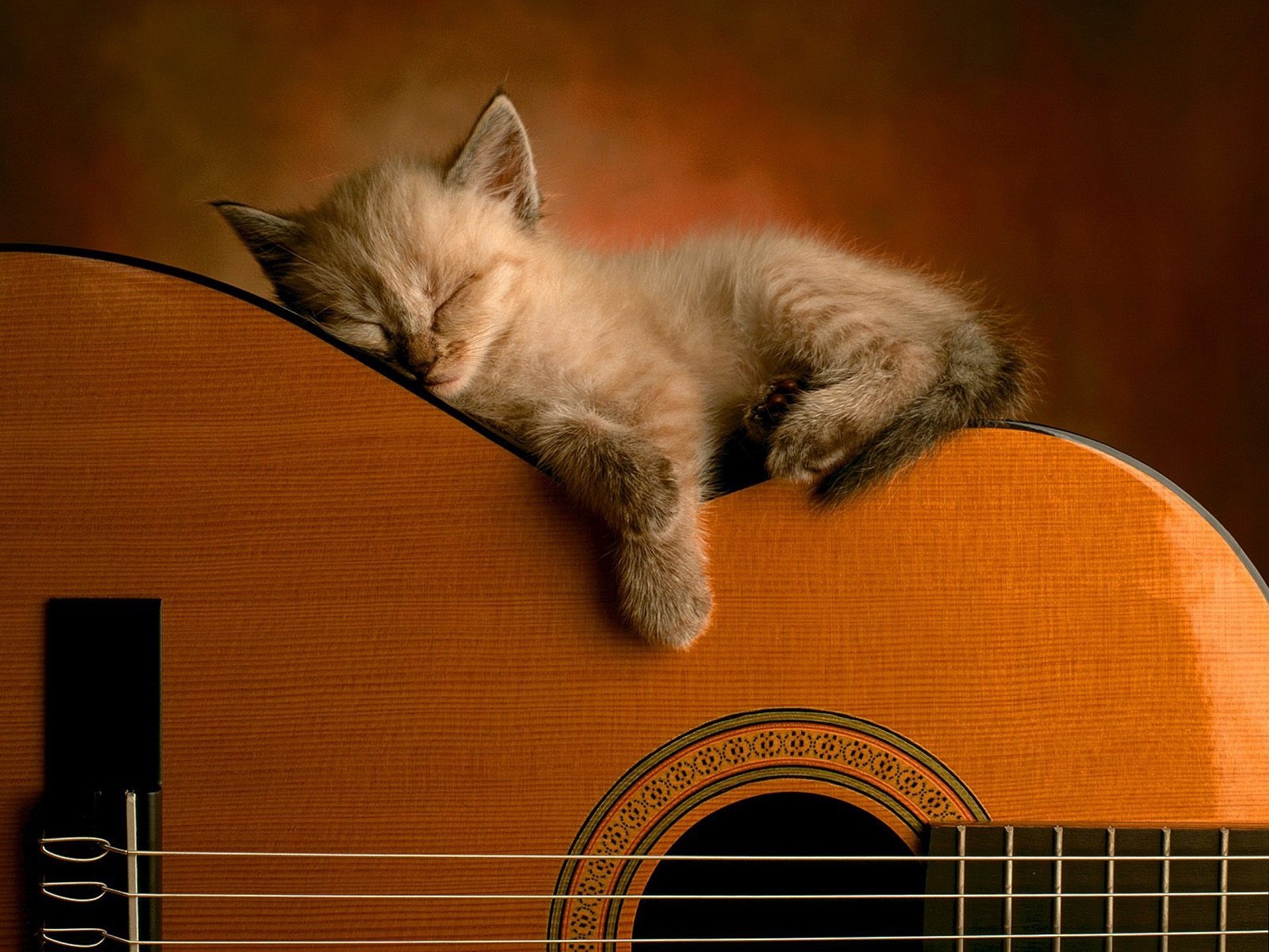 gitarre katze