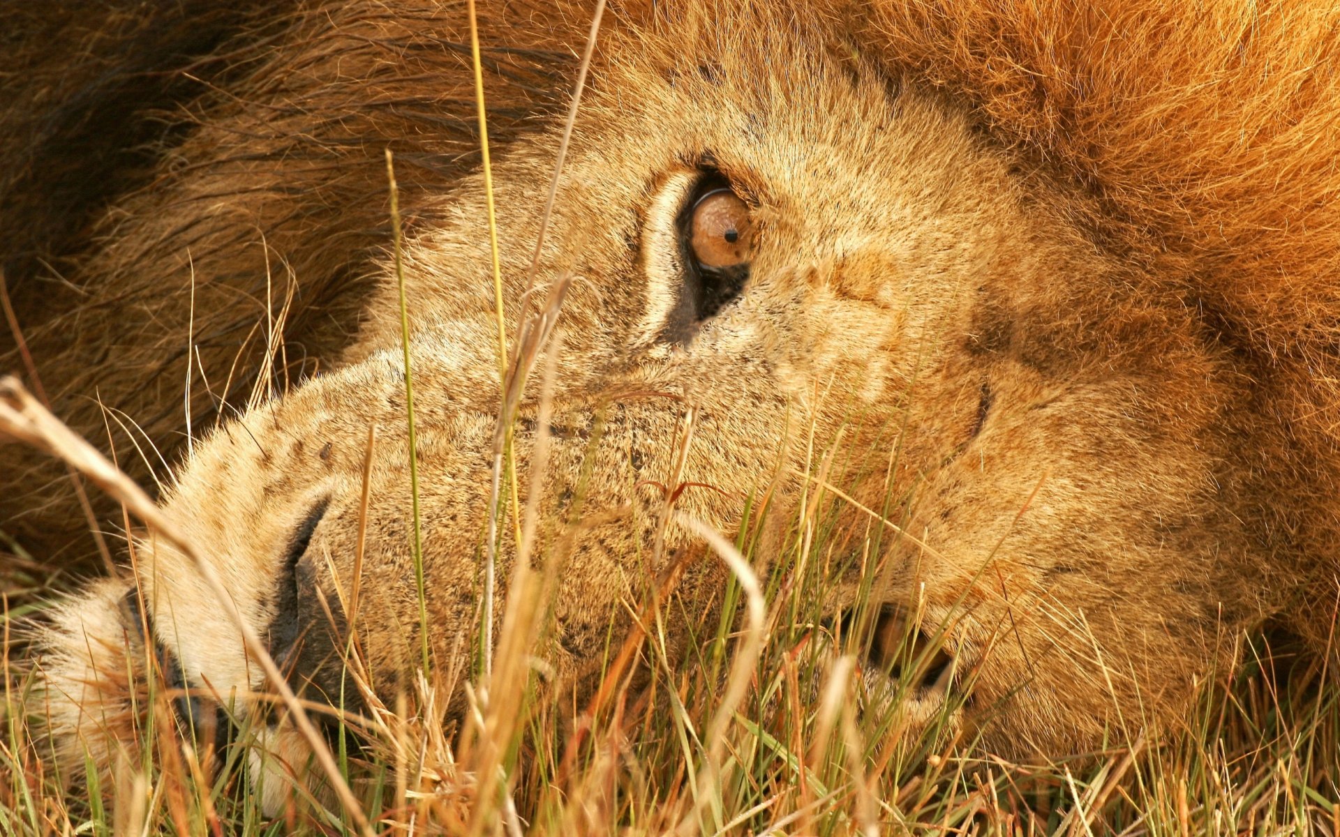 león mirada mirada