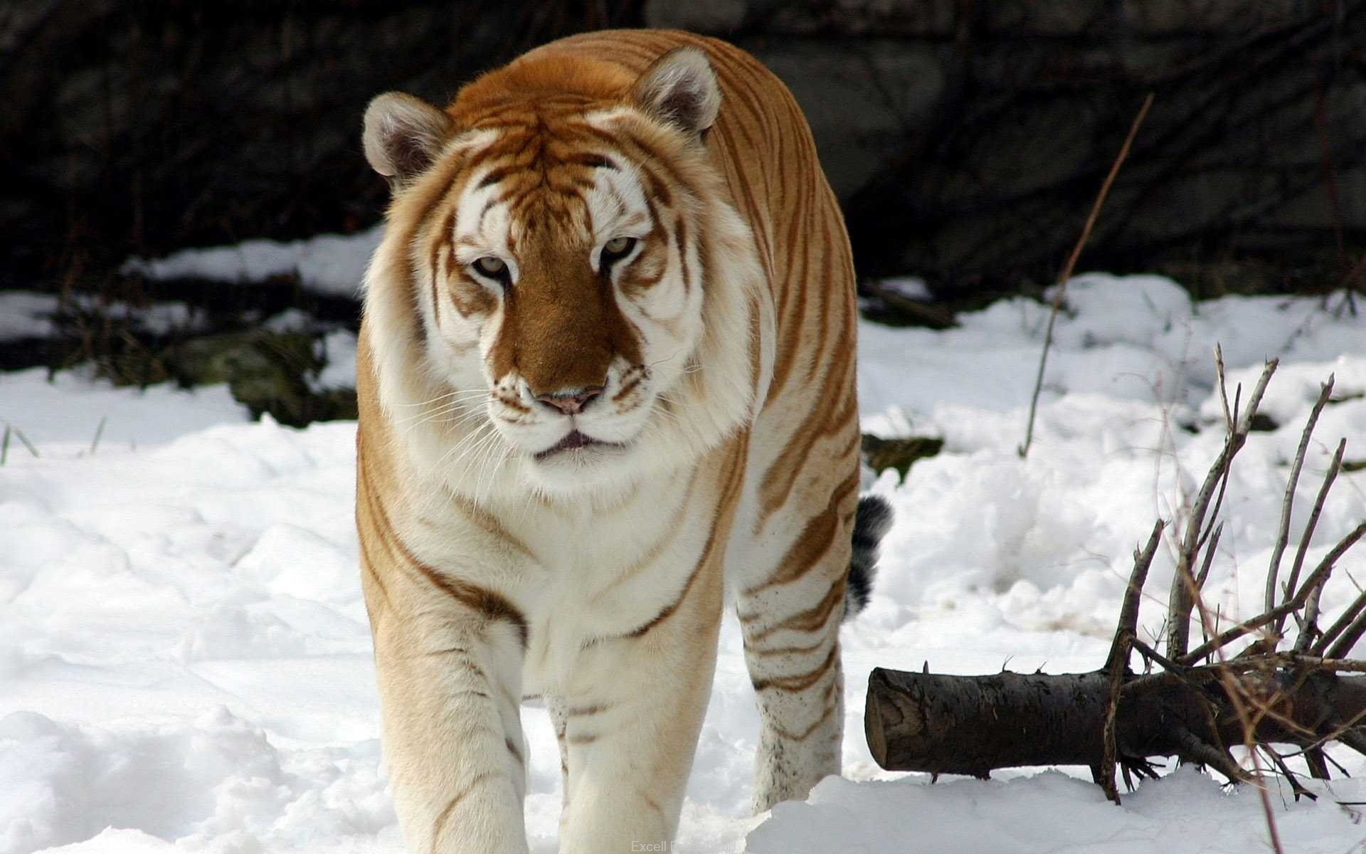 tiger winter schnee schnee tiger