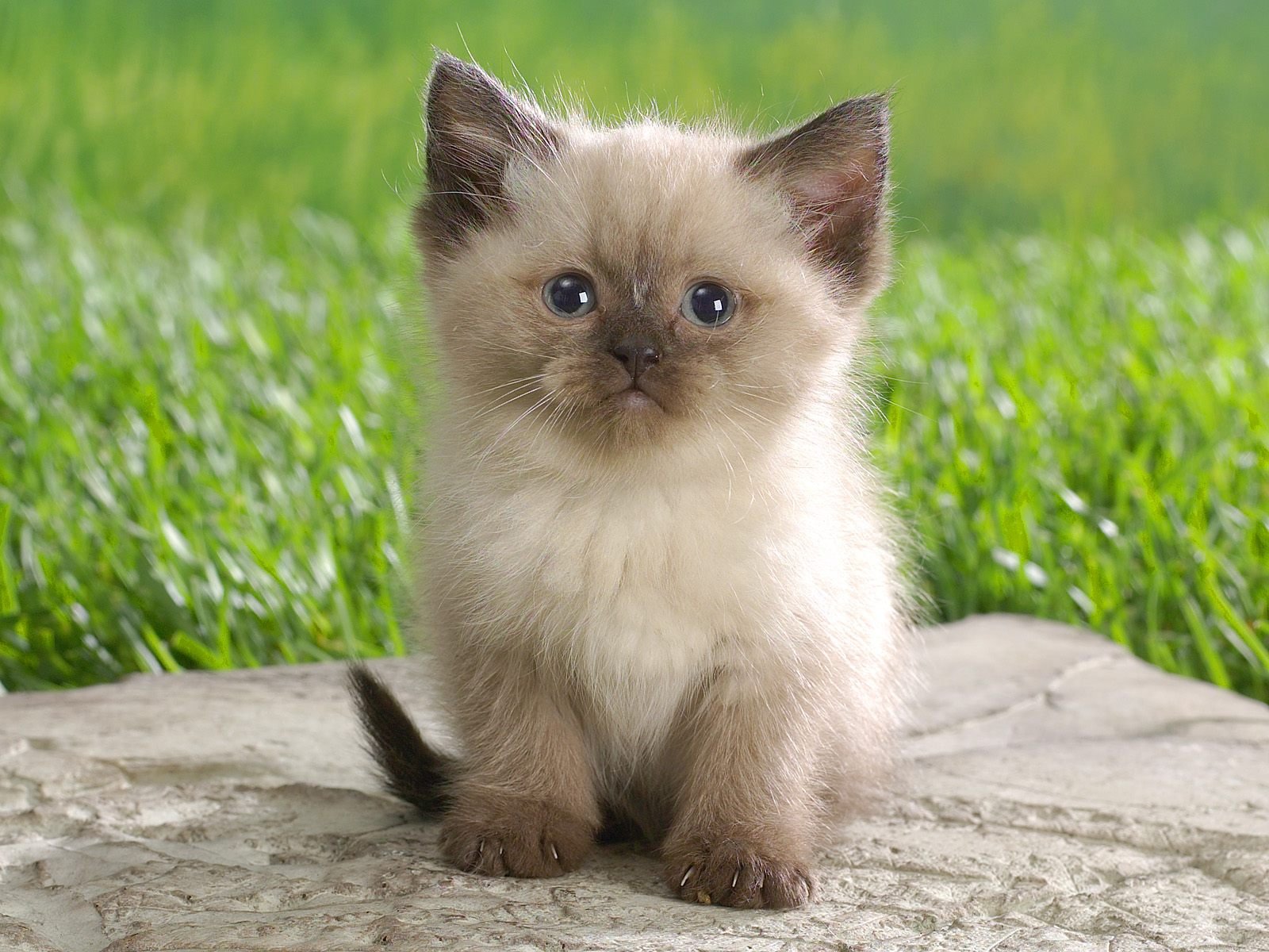 chaton griffes moelleux herbe