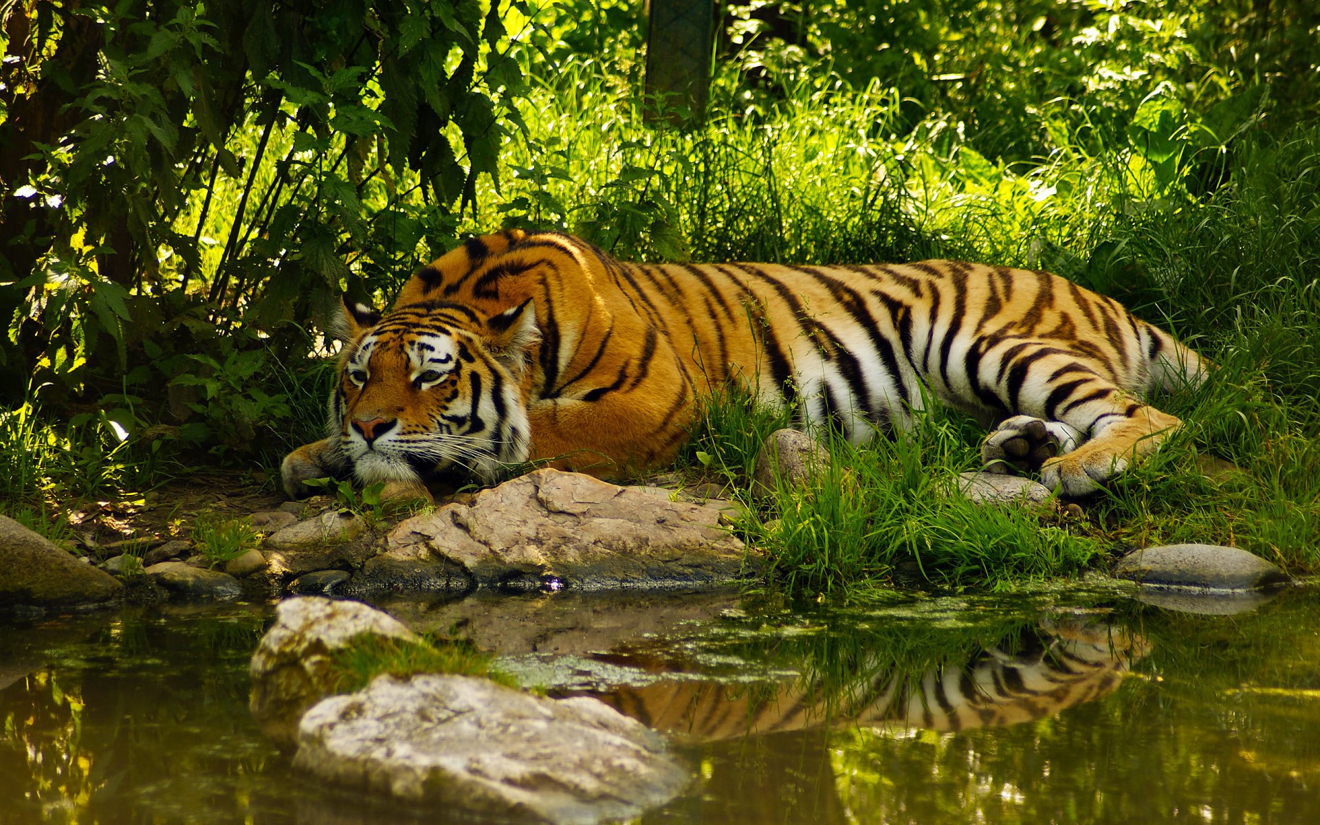 tigre stagno pacificazione acqua