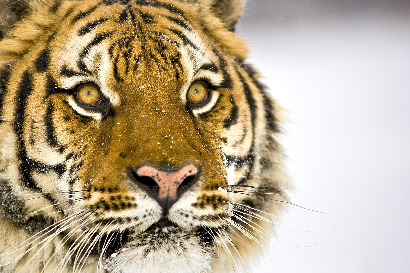 tigre neige museau moustache nez yeux