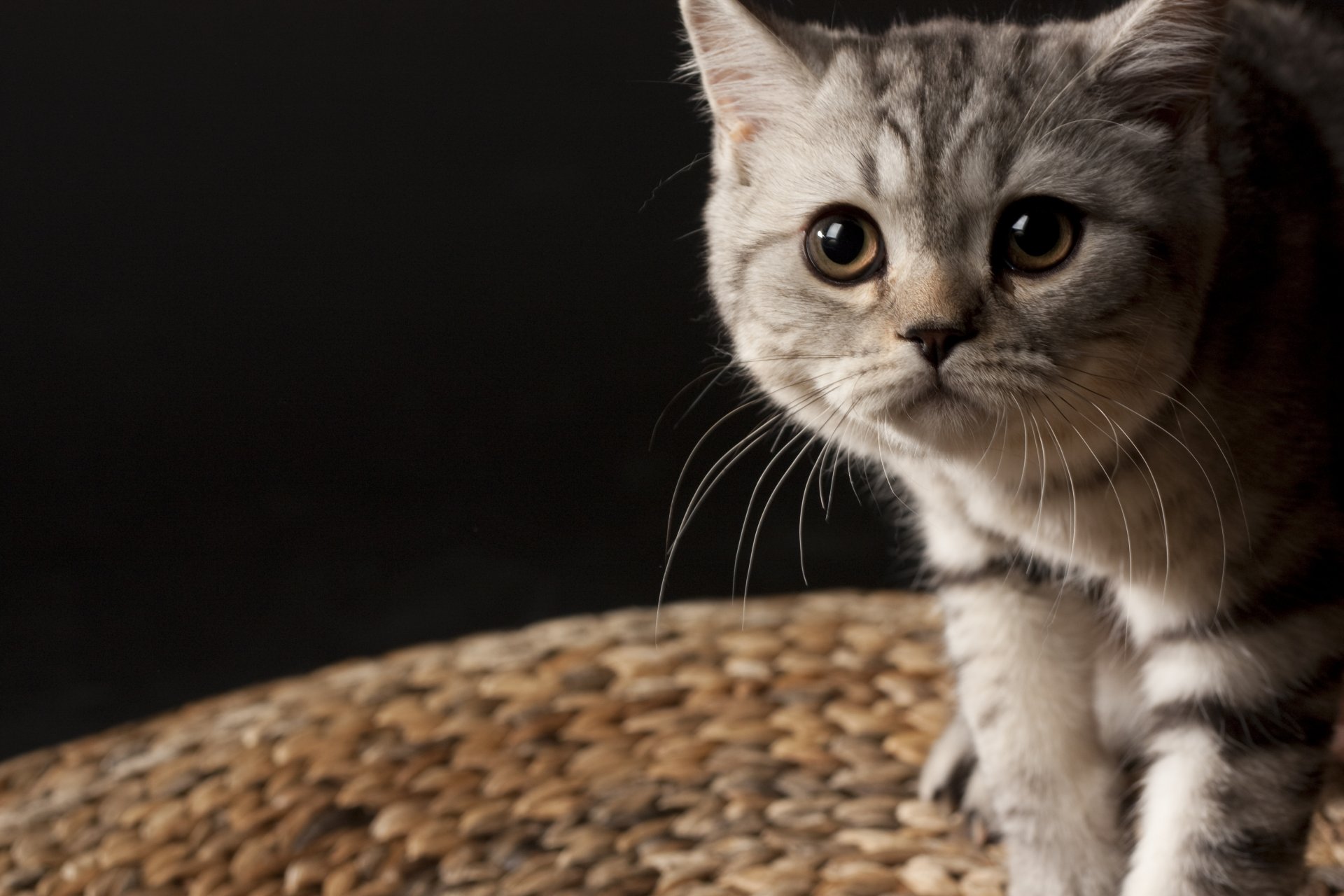 mall striped kitten british mustache