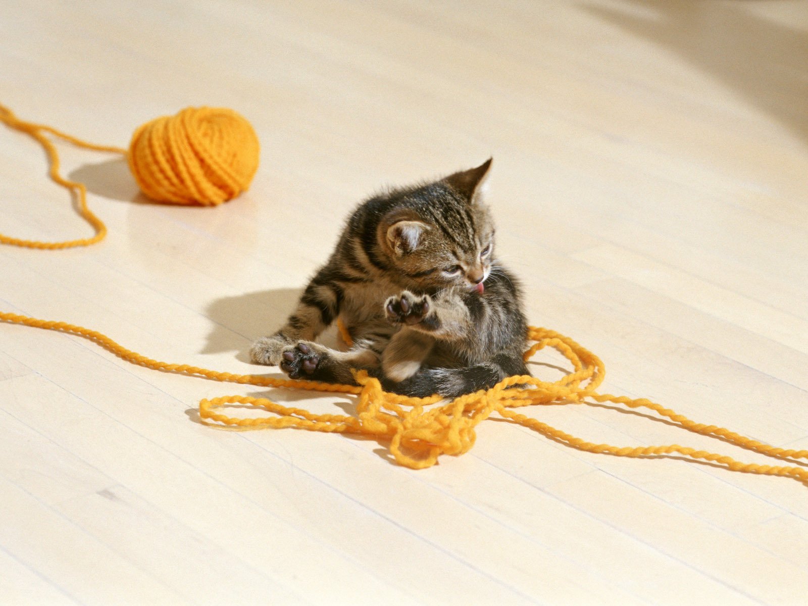 chaton rayé enchevêtrement.fil à broder