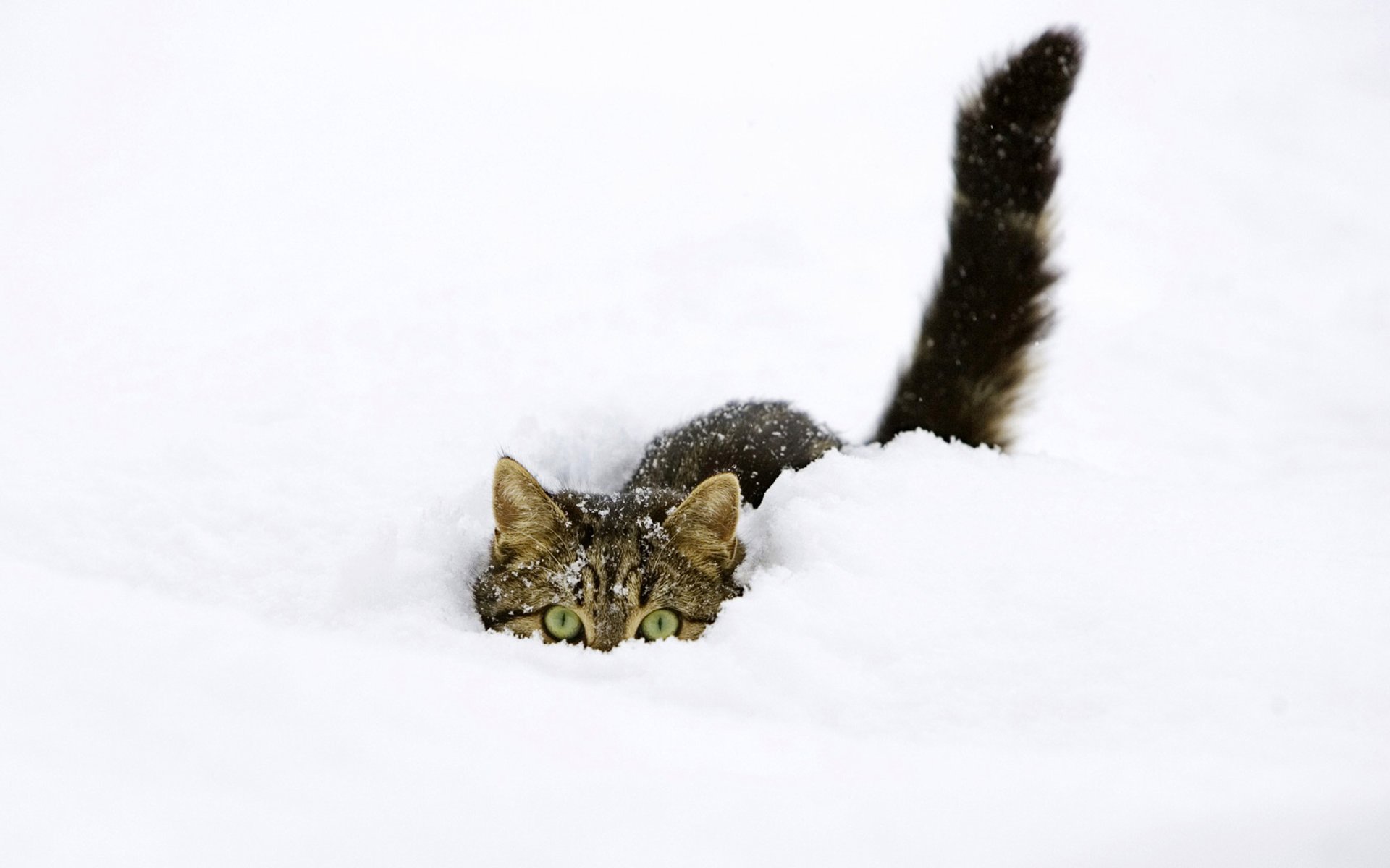 chat neige se cacher hiver