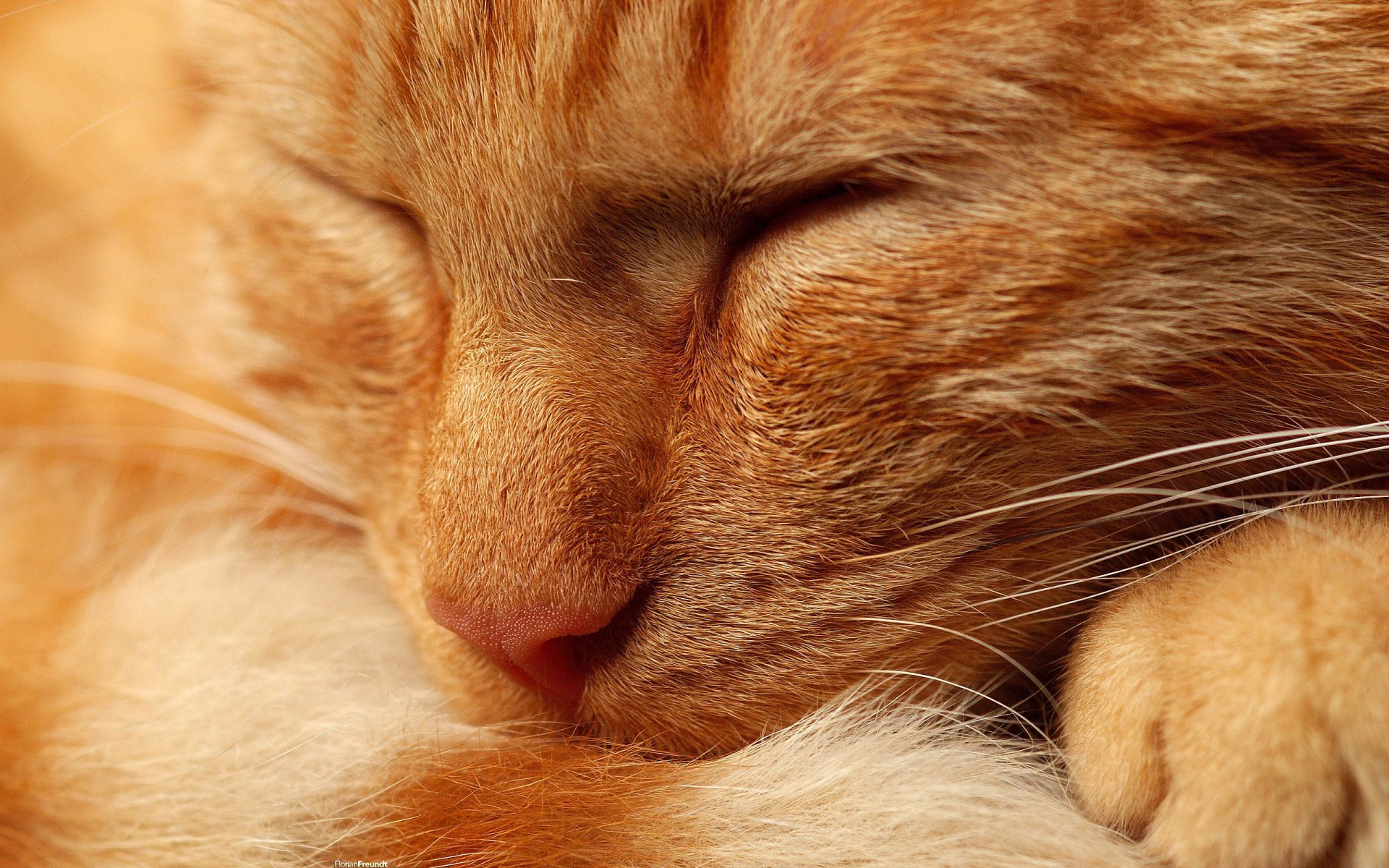 cat cat ginger nose