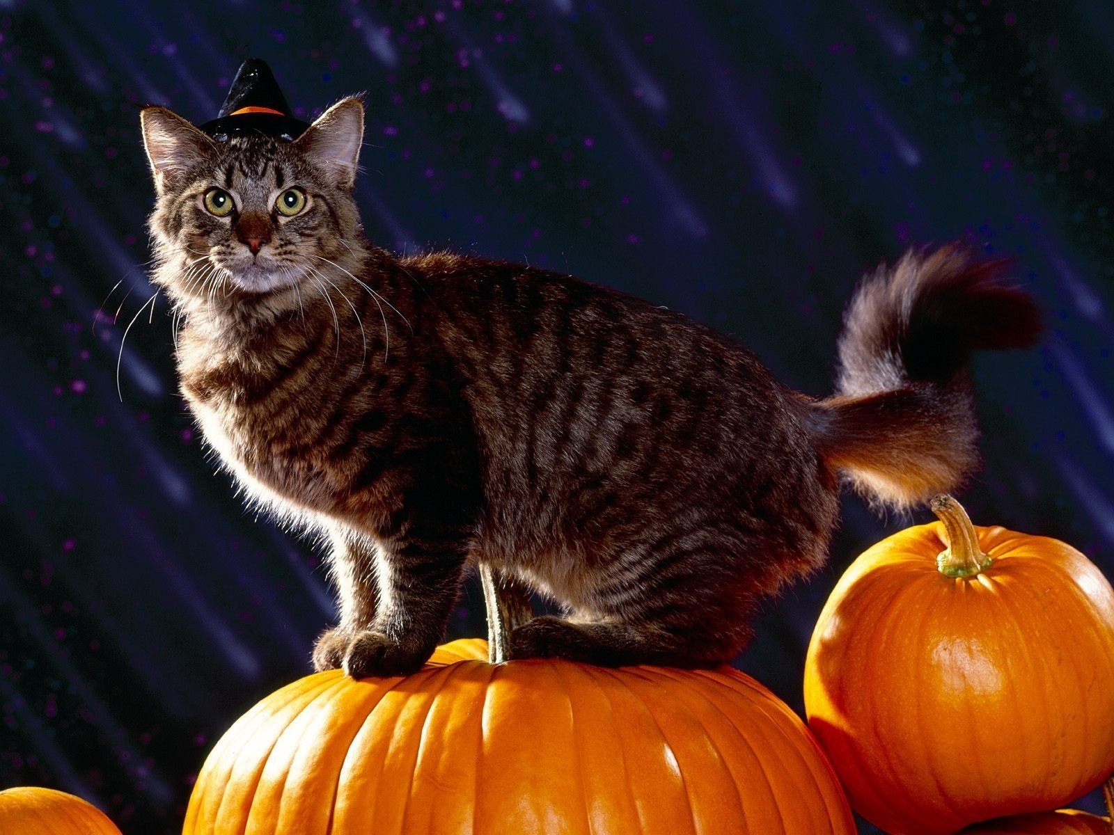 halloween vacanza gatto zucca