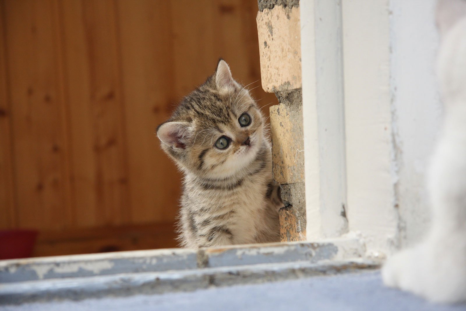 chat chat chaton