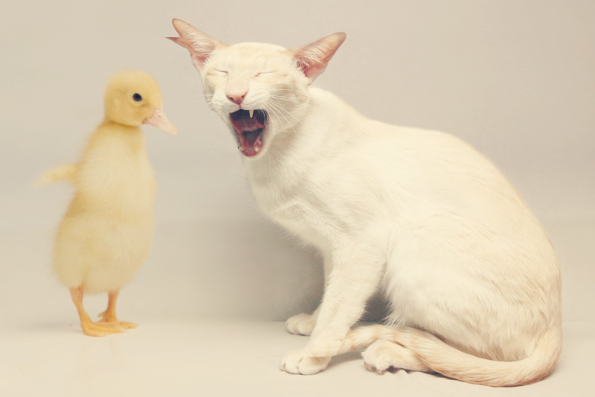 chat canard gueule